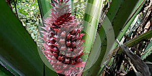 Pinaples