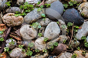 River rocks background