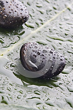 River rocks on a leaf