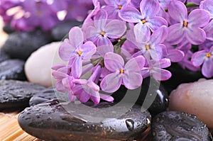 River rocks with lilac flower