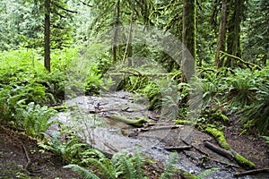 River Running through Dense Ju