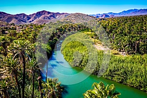 River running through an oasis in Mulege, Baja, Mexico