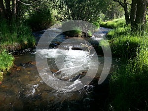 River running during summer.