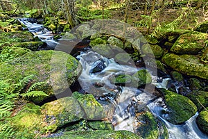 River runs over boulders in the forest