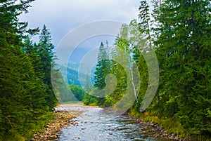 river rushing through the mountain forest