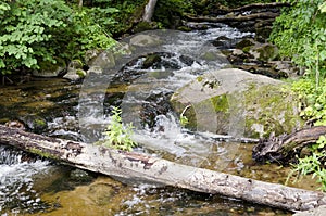 River SaidÄ— flows in the Neris Regional Park in Lithuania.