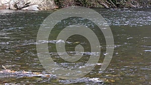 River with salmon swimming in clean water in washington state