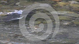 River with salmon swimming in clean water in washington state