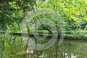 River scenery in the rainforest