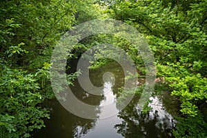 River scenery in the rainforest