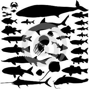 River and sea fish silhouette set. Marine fish and mammals. Sea