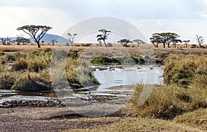 River in the serengeti