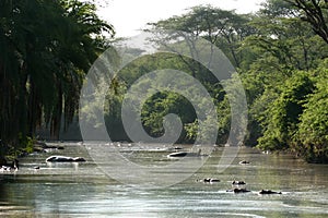 River - Serengeti Safari, Tanzania, Africa