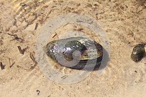 River shell shell clam in water close-up