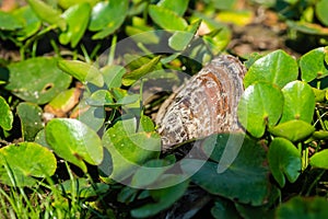 River shell among water lily leaves