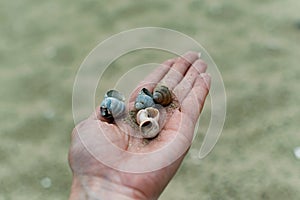 River shells and fine white river sand fall from a woman`s hand