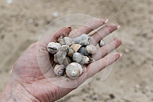 River shells and fine white river sand fall from a woman`s hand