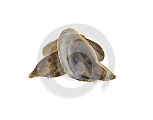 River shells isolated on white background