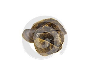 River shells isolated on white background