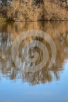 River shore tree reflection in water