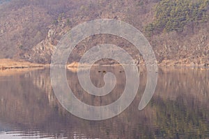 River shoreline with reflections of trees