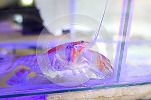 River Shrimp in Glass Cabinets Show muscles