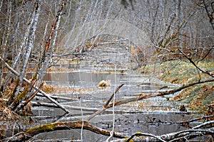 River on the sides of which grow withered trees of gray color