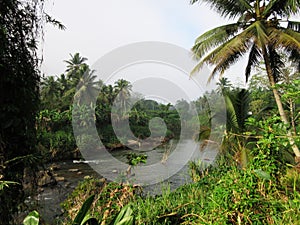 River in Sinharaja forest national park