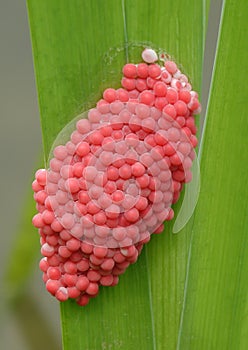 River snail eggs