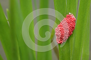 River snail eggs
