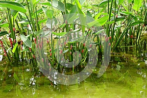 River snail eggs