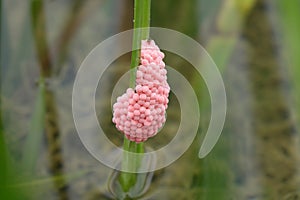 River snail eggs