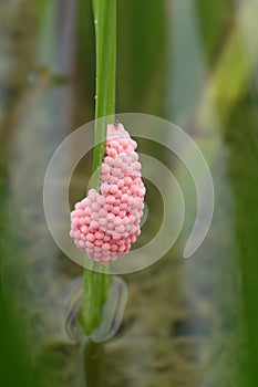 River snail eggs