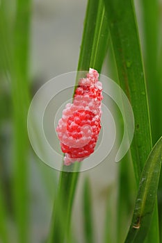 River snail eggs