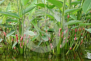 River snail eggs on green leaf