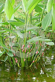 River snail eggs on green leaf