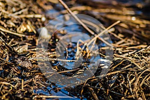 River snail shells on wet grass