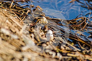 River snail shells on wet grass