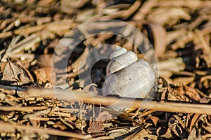 River snail shells on wet grass