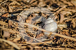 River snail shells on wet grass.