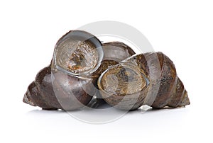 River snail on white background