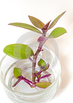 River spiderwort and rooting in water, Herb plant in the glass