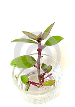 River spiderwort and rooting in water, Herb plant in the glass