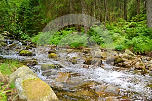 River with stones and ferns in forest in summer