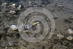 River stones in river water. Pebbles under water. View from above. River background. Clear river water with fish