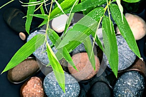 The River Stones spa treatment scene and bamboo leaves with rain