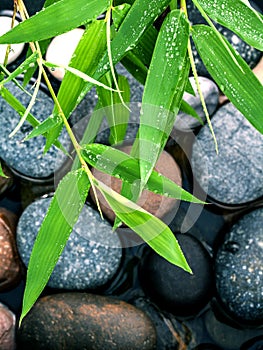 The River Stones spa treatment scene and bamboo leaves with rain