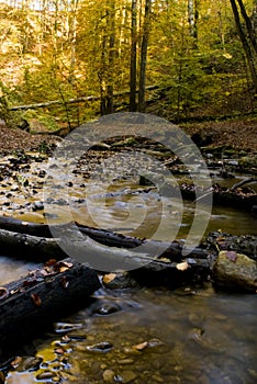 River stream in autumn forest