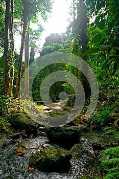 A river stream in Hutan Lipur Ulu Jeransang, Pahang, Malaysia