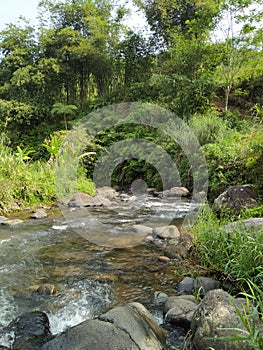 River Stream in the Middle of Jungle
